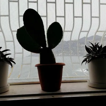 The Cliff فيلة مايوري